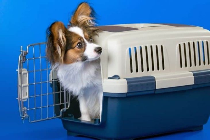 How to Soundproof Dog Crate/Cage and Kennel - Best Ways How to Soundproof a Dog Crate and Cage and Kennel Get Soundproofing