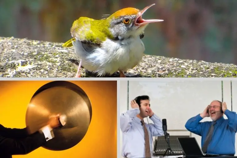 The Difference in Lowfrequency and Highfrequency Sounds