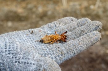 How To Get Rid Of Crickets